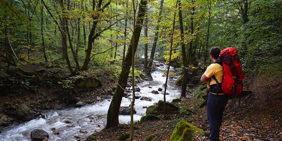 جنگل سرداب رود در مازندران