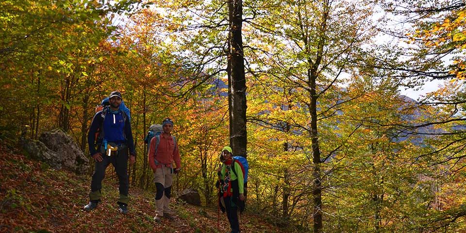 تور جنگل اسپهبد