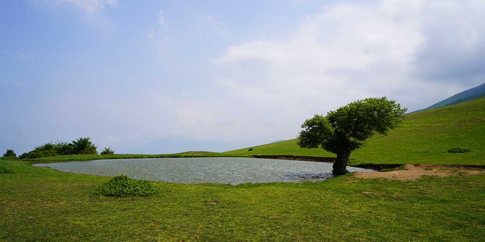 آبگیر تک‌درخت گلدیان