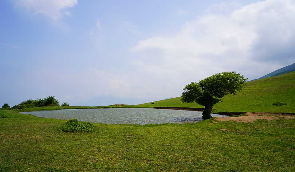 آبگیر تک‌درخت گلدیان